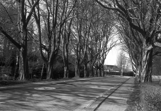 250315-CanonP-Voigtlander50mm-Delta100-131