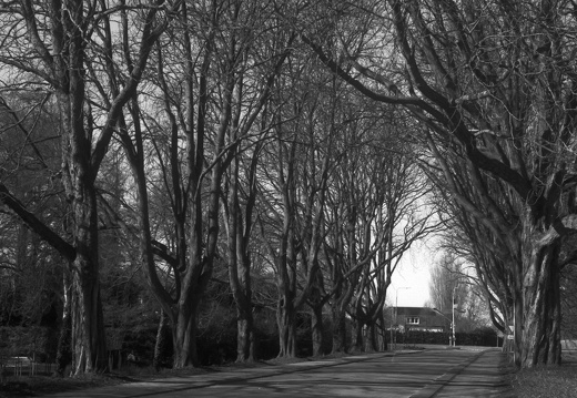 250315-CanonP-Voigtlander50mm-Delta100-133