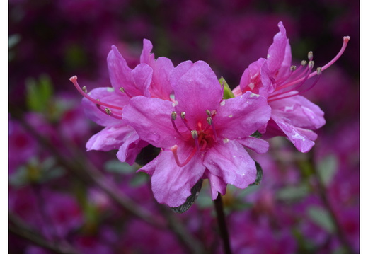 20250422-Arboretum-Gimborn-101