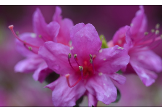 20250422-Arboretum-Gimborn-102