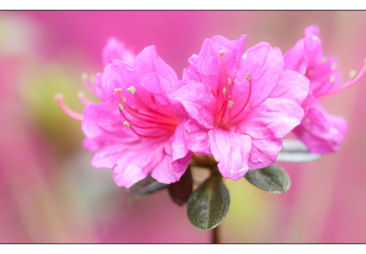 20250422-Arboretum-Gimborn-106