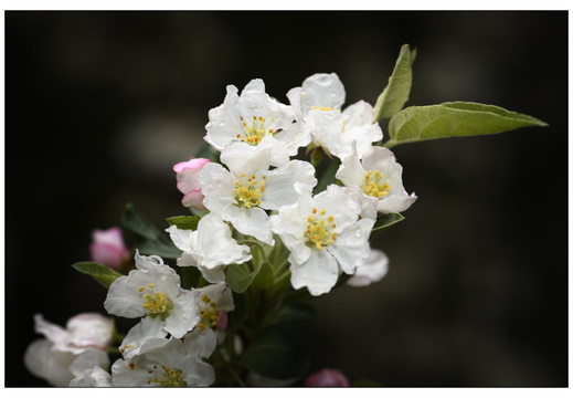 20250422-Arboretum-Gimborn-107