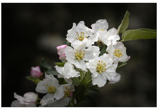 20250422-Arboretum-Gimborn-108