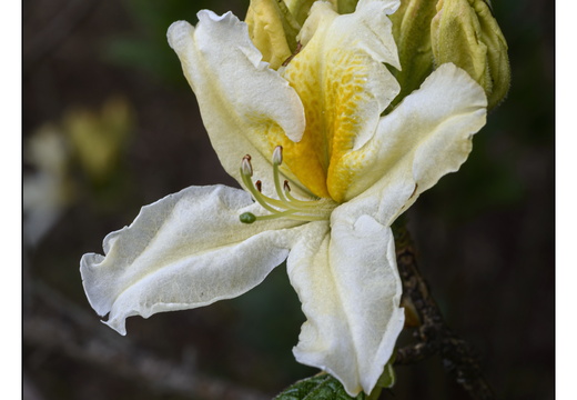 20250422-Arboretum-Gimborn-110