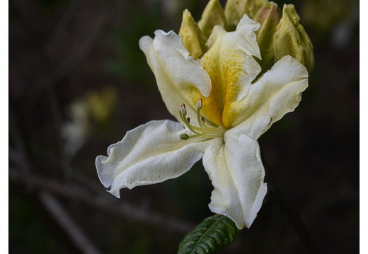 20250422-Arboretum-Gimborn-111