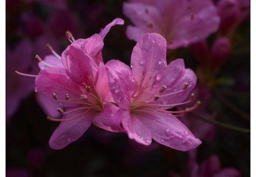 20250422-Arboretum-Gimborn-112