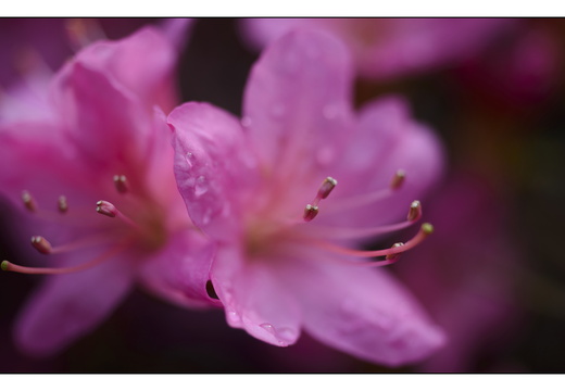 20250422-Arboretum-Gimborn-113