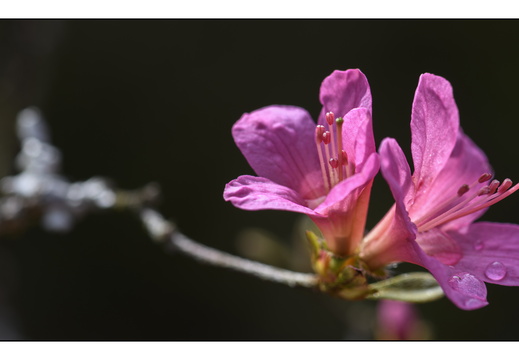 20250422-Arboretum-Gimborn-115