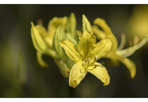 20250422-Arboretum-Gimborn-116