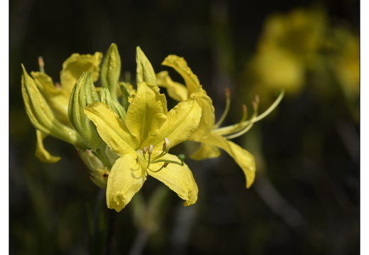 20250422-Arboretum-Gimborn-117