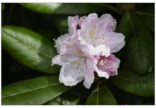 20250422-Arboretum-Gimborn-119