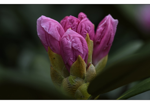 20250422-Arboretum-Gimborn-120