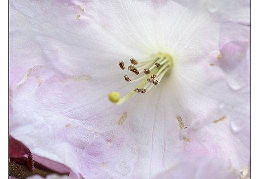 20250422-Arboretum-Gimborn-122