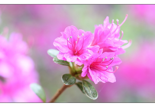 20250422-Arboretum-Gimborn-123