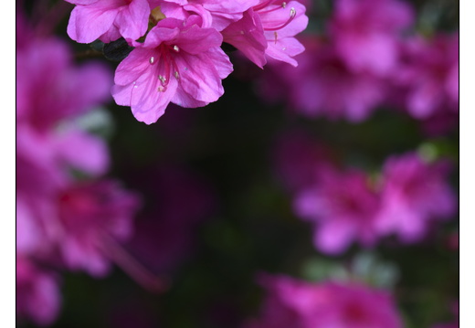 20250422-Arboretum-Gimborn-125