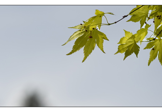 20250422-Arboretum-Gimborn-126