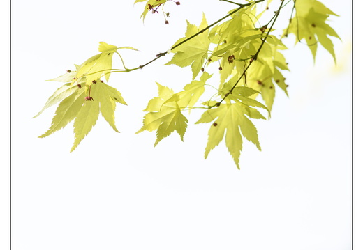 20250422-Arboretum-Gimborn-127