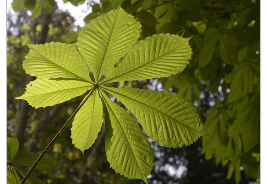 20250422-Arboretum-Gimborn-131