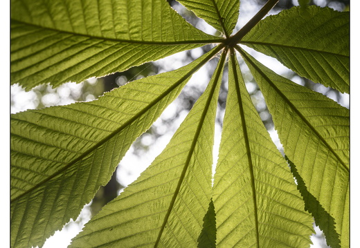 20250422-Arboretum-Gimborn-132