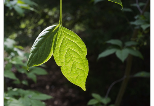 20250422-Arboretum-Gimborn-133