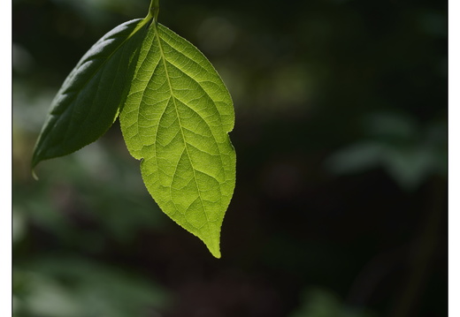 20250422-Arboretum-Gimborn-134