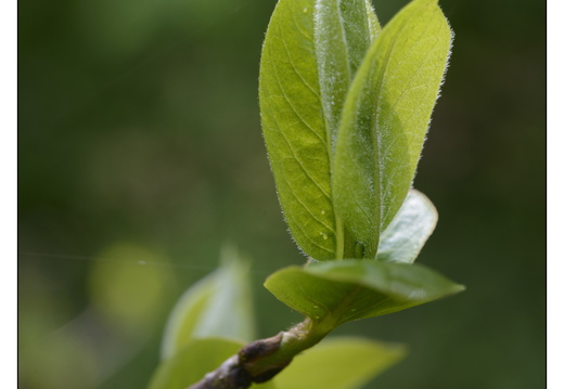 20250422-Arboretum-Gimborn-135
