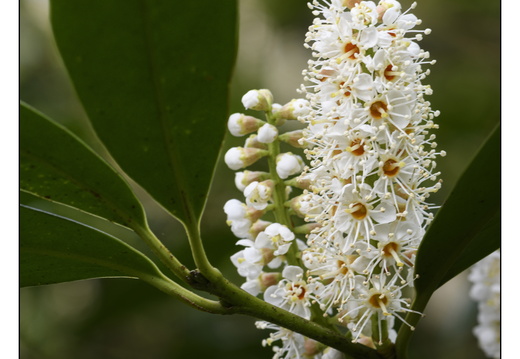 20250422-Arboretum-Gimborn-136