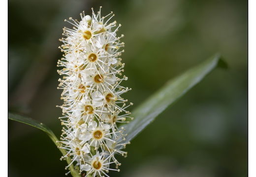 20250422-Arboretum-Gimborn-137