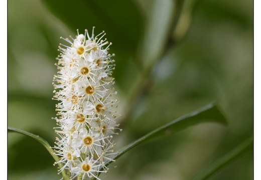 20250422-Arboretum-Gimborn-138