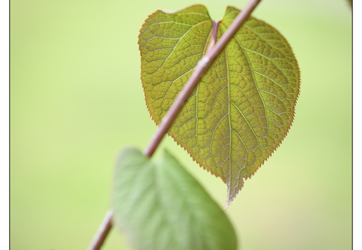20250422-Arboretum-Gimborn-139