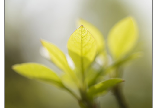20250422-Arboretum-Gimborn-143