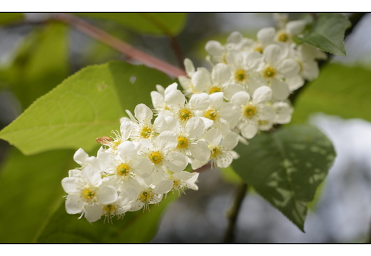 20250422-Arboretum-Gimborn-145
