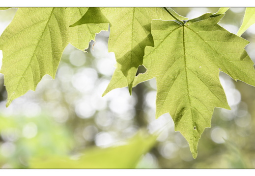 20250422-Arboretum-Gimborn-147