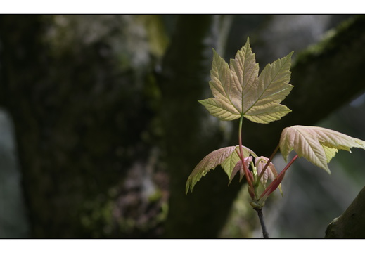 20250422-Arboretum-Gimborn-148