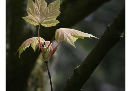 20250422-Arboretum-Gimborn-149