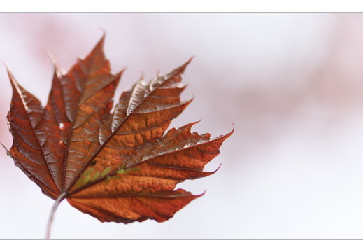 20250422-Arboretum-Gimborn-151