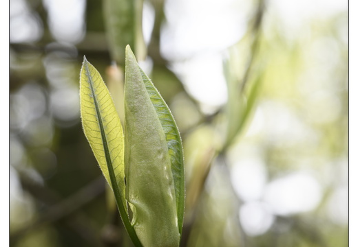 20250422-Arboretum-Gimborn-153