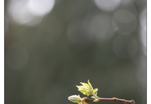 20250422-Arboretum-Gimborn-156