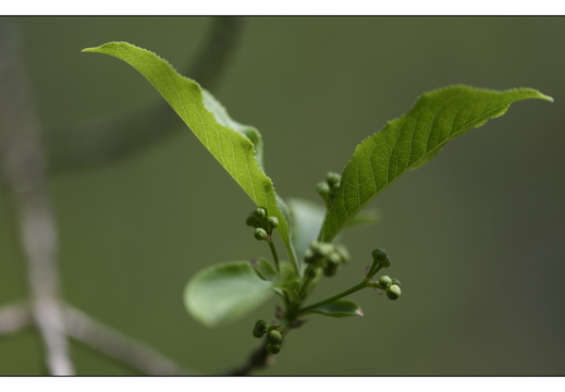 20250422-Arboretum-Gimborn-157