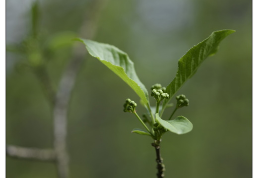 20250422-Arboretum-Gimborn-158
