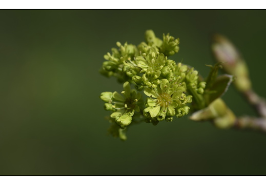 20250422-Arboretum-Gimborn-159