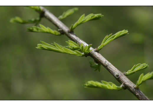 20250422-Arboretum-Gimborn-164