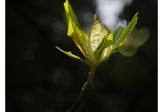 20250422-Arboretum-Gimborn-169