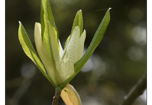 20250422-Arboretum-Gimborn-170