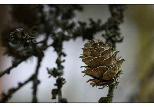 20250422-Arboretum-Gimborn-171