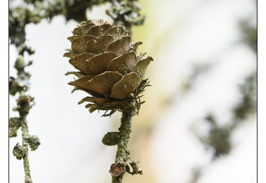 20250422-Arboretum-Gimborn-172