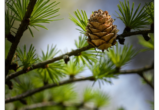 20250422-Arboretum-Gimborn-173