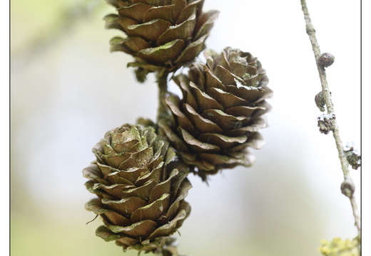 20250422-Arboretum-Gimborn-174