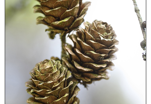 20250422-Arboretum-Gimborn-175