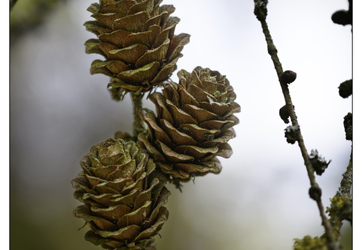 20250422-Arboretum-Gimborn-176